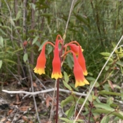 Blandfordia nobilis at Jerrawangala, NSW - suppressed