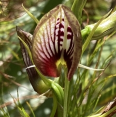 Cryptostylis erecta (Bonnet Orchid) at Jervis Bay, JBT - 25 Jan 2022 by AnneG1
