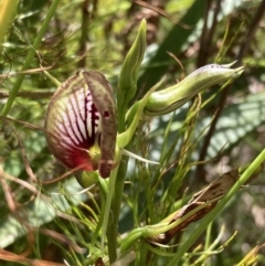 Cryptostylis erecta at Jervis Bay, JBT - suppressed