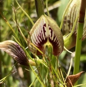 Cryptostylis erecta at Jervis Bay, JBT - suppressed