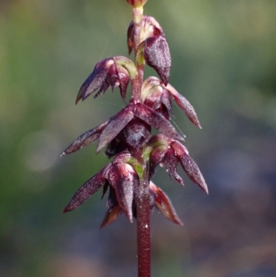 Corunastylis woollsii (Dark Midge Orchid) at Vincentia, NSW - 23 Jan 2022 by AnneG1
