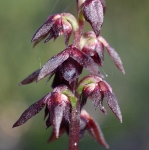 Corunastylis woollsii at Vincentia, NSW - 23 Jan 2022