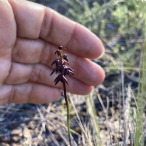 Corunastylis woollsii at Vincentia, NSW - 23 Jan 2022