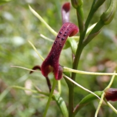 Cryptostylis leptochila (Small Tongue Orchid) at Jerrawangala, NSW - 23 Jan 2022 by AnneG1