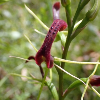 Cryptostylis leptochila (Small Tongue Orchid) at Jerrawangala National Park - 23 Jan 2022 by AnneG1