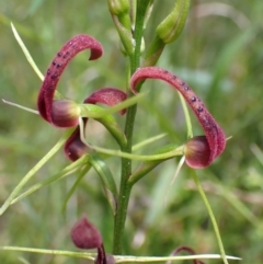 Cryptostylis leptochila at Jerrawangala, NSW - 23 Jan 2022