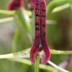 Cryptostylis leptochila at Jerrawangala, NSW - 23 Jan 2022