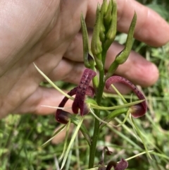 Cryptostylis leptochila at Jerrawangala, NSW - 23 Jan 2022