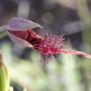 Calochilus sp. at Jervis Bay National Park - suppressed