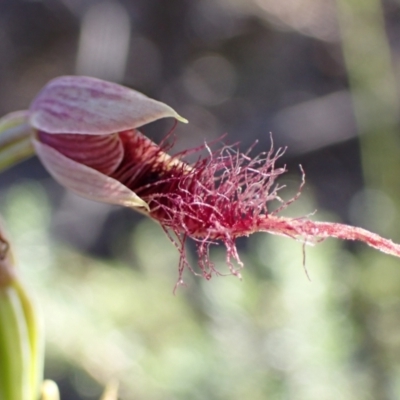 Unidentified Orchid at Vincentia, NSW - 23 Jan 2022 by AnneG1