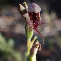 Calochilus sp. at Jervis Bay National Park - 23 Jan 2022