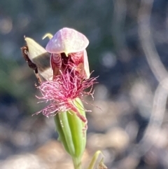 Calochilus sp. at Jervis Bay National Park - suppressed