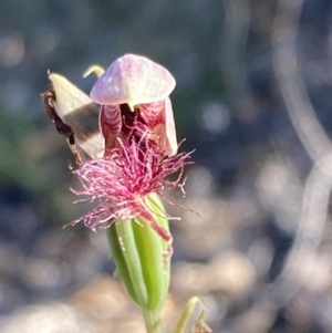 Calochilus sp. at Jervis Bay National Park - suppressed