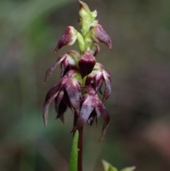 Corunastylis woollsii (Dark Midge Orchid) at Yerriyong, NSW - 23 Jan 2022 by AnneG1