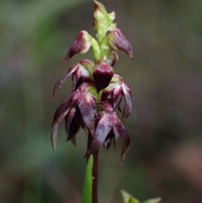 Corunastylis woollsii (Dark Midge Orchid) at Parma Creek Nature Reserve - 23 Jan 2022 by AnneG1