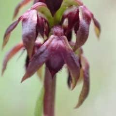 Corunastylis woollsii at Yerriyong, NSW - suppressed