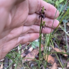 Corunastylis woollsii at Yerriyong, NSW - suppressed