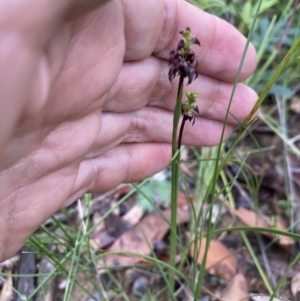 Corunastylis woollsii at Yerriyong, NSW - suppressed