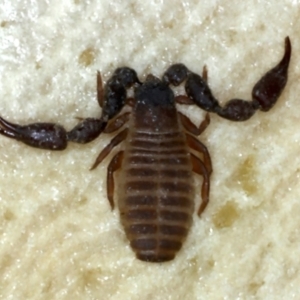 Haplochernes sp. (genus) at Ainslie, ACT - 29 Jan 2022 05:37 PM