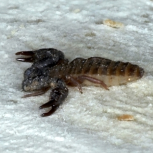 Haplochernes sp. (genus) at Ainslie, ACT - 29 Jan 2022