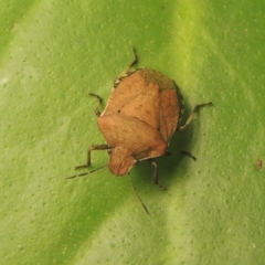 Dictyotus conspicuus (A shield or stink bug) at Conder, ACT - 27 Nov 2021 by MichaelBedingfield