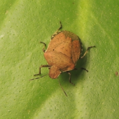 Dictyotus conspicuus (A shield or stink bug) at Conder, ACT - 27 Nov 2021 by MichaelBedingfield