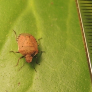 Dictyotus conspicuus at Conder, ACT - 27 Nov 2021 01:18 AM