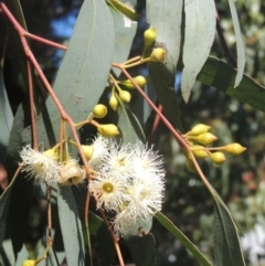 Eucalyptus melliodora (Yellow Box) at Pollinator-friendly garden Conder - 29 Nov 2021 by michaelb