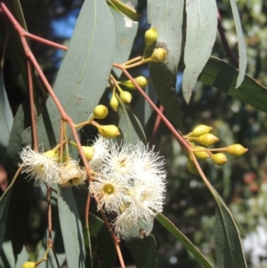 Eucalyptus melliodora at Conder, ACT - 30 Nov 2021