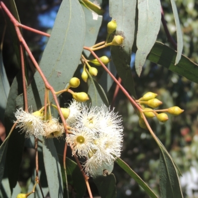 Eucalyptus melliodora (Yellow Box) at Conder, ACT - 30 Nov 2021 by MichaelBedingfield