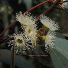 Eucalyptus melliodora at Conder, ACT - 30 Nov 2021