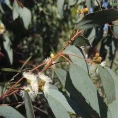 Eucalyptus melliodora at Conder, ACT - 30 Nov 2021