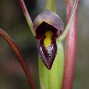 Orthoceras strictum at Jerrawangala, NSW - 24 Jan 2022