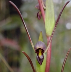 Orthoceras strictum at Jerrawangala, NSW - 24 Jan 2022