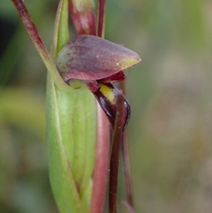 Orthoceras strictum at Jerrawangala, NSW - 24 Jan 2022