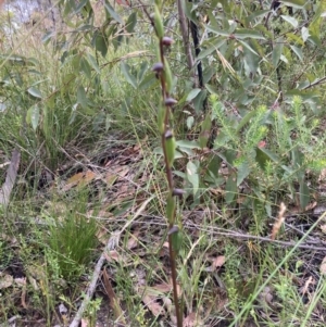 Orthoceras strictum at Jerrawangala, NSW - 24 Jan 2022