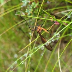 Harpobittacus australis (Hangingfly) at Tinderry, NSW - 30 Jan 2022 by TinderryJulie