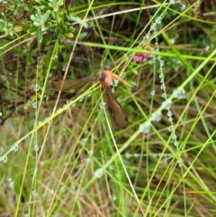 Harpobittacus australis at Tinderry, NSW - 30 Jan 2022