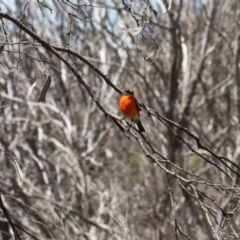Petroica phoenicea (Flame Robin) at Cotter River, ACT - 27 Jan 2022 by RAllen