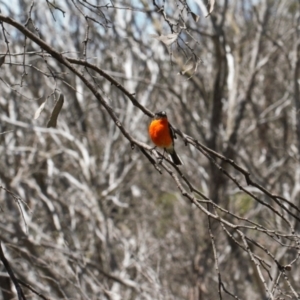 Petroica phoenicea at Cotter River, ACT - 27 Jan 2022