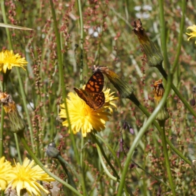 Oreixenica correae (Orange Alpine Xenica) at Cotter River, ACT - 27 Jan 2022 by RAllen