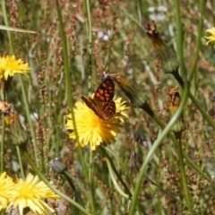 Oreixenica correae (Orange Alpine Xenica) at Cotter River, ACT - 27 Jan 2022 by RAllen