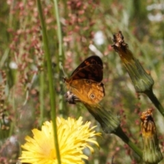 Oreixenica correae at Cotter River, ACT - 27 Jan 2022 02:44 PM