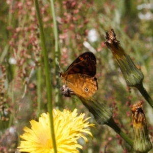 Oreixenica correae at Cotter River, ACT - 27 Jan 2022 02:44 PM