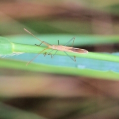 Mutusca brevicornis (A broad-headed bug) at Wodonga, VIC - 30 Jan 2022 by KylieWaldon