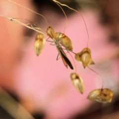 Mutusca brevicornis at Wodonga, VIC - 30 Jan 2022