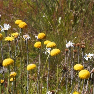 Celmisia sp. (Snow Daisy) at Namadgi National Park - 27 Jan 2022 by RAllen