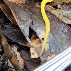 Caenoplana sulphurea (A Flatworm) at Tinderry Mountains - 30 Jan 2022 by TinderryJulie