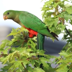 Alisterus scapularis (Australian King-Parrot) at Wodonga - 29 Jan 2022 by KylieWaldon