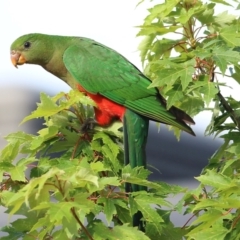 Alisterus scapularis (Australian King-Parrot) at Wodonga, VIC - 30 Jan 2022 by KylieWaldon